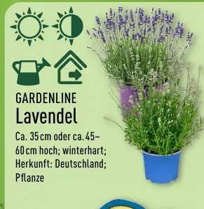 GARDENLINE Lavendel