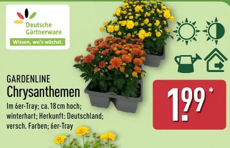 GARDENLINE Chrysanthemen