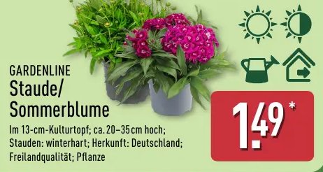 GARDENLINE Staude/Sommerblume