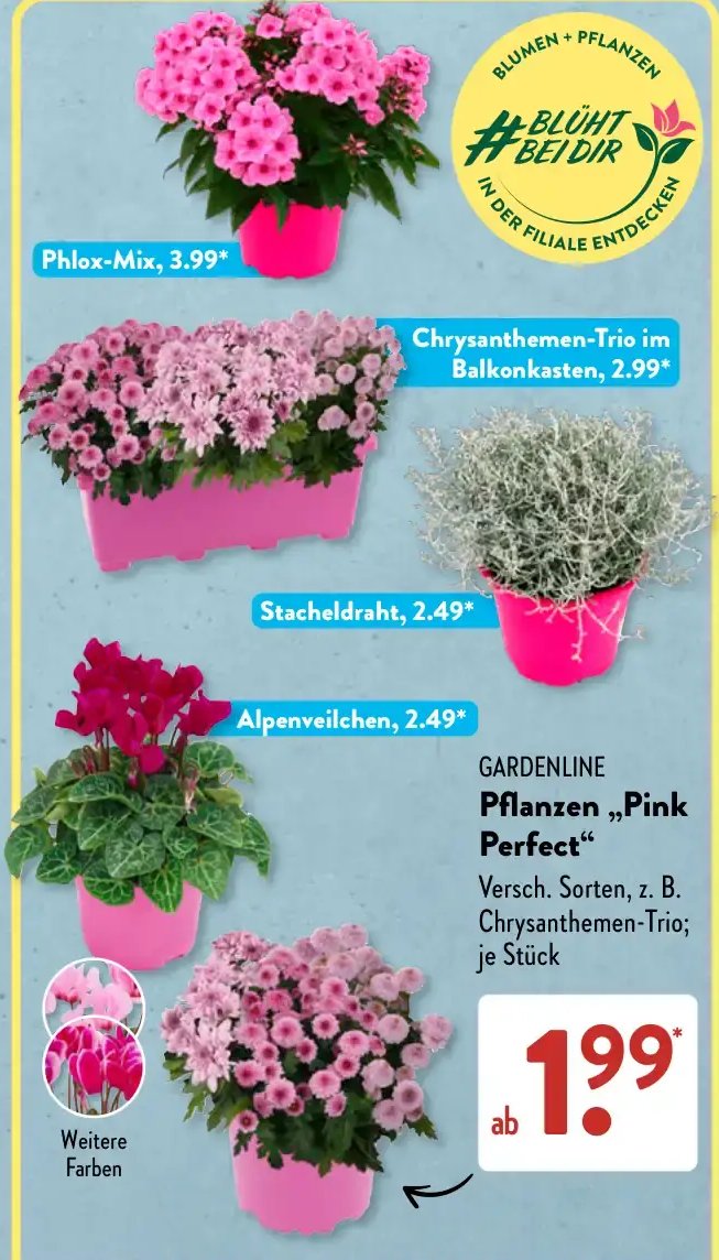 GARDENLINE Pflanzen „Pink Perfect“