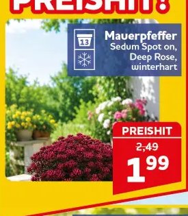 Mauerpfeffer