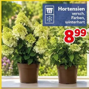 Hortensien