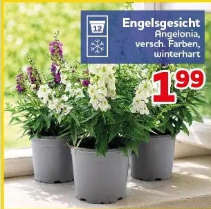 Engelsgesicht