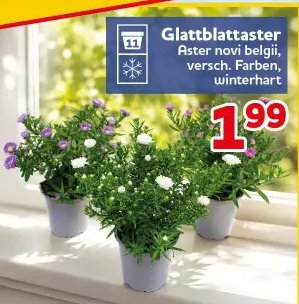 Glattblattaster
