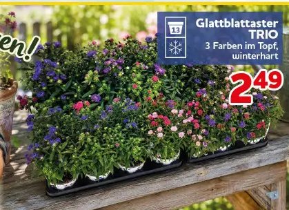 Glattblattaster TRIO