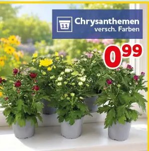 Chrysanthemen
