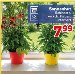 Sonnenhut