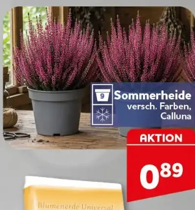 Sommerheide