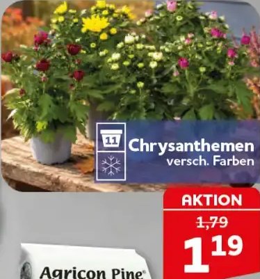 Chrysanthemen