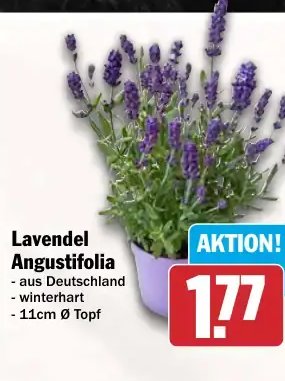 Lavendel Angustifolia