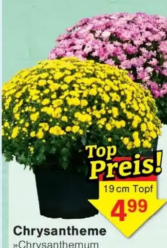 Chrysantheme