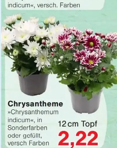 Chrysantheme