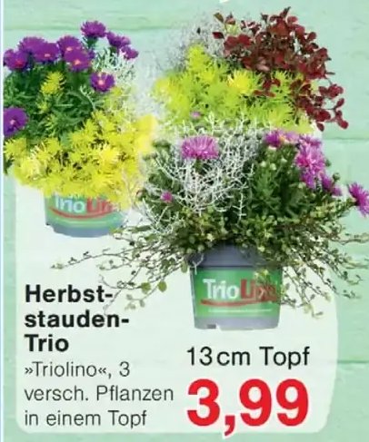Herbststauden-Trio