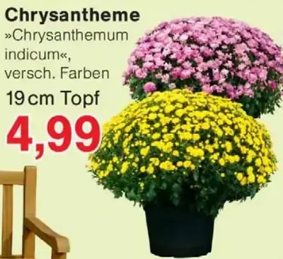 Chrysantheme
