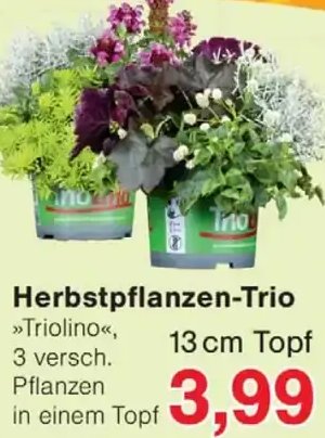Herbstpflanzen-Trio