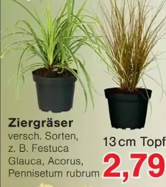 Ziergräser