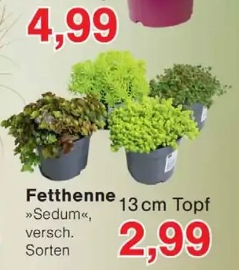 Fetthenne