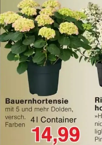 Bauernhortensie