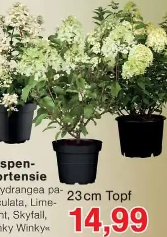 Rispenhortensie