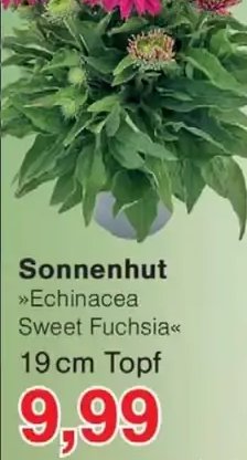 Sonnenhut