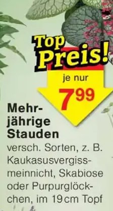 Mehrjährige Stauden