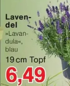 Lavendel