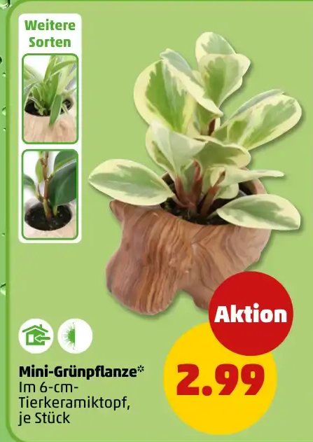 Mini-Grünpflanze