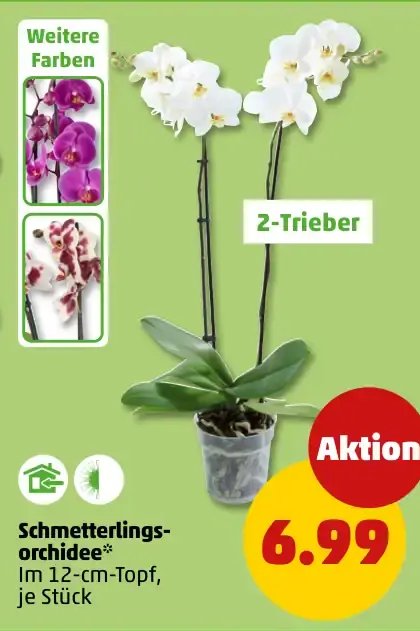Schmetterlings- orchidee