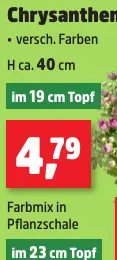 Chrysanthemen