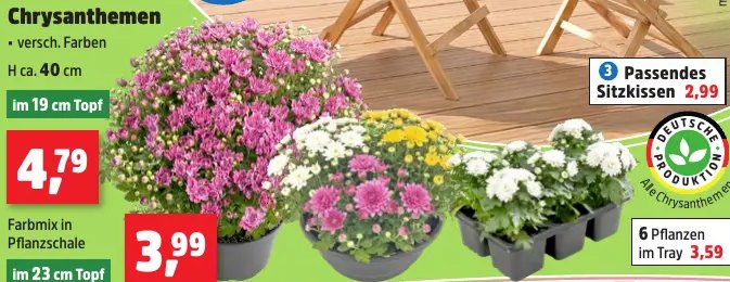Chrysanthemen