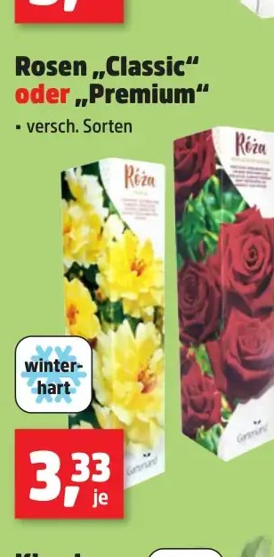 Rosen „Classic“ oder „Premium“