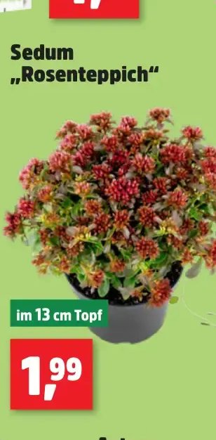 Sedum „Rosenteppich“