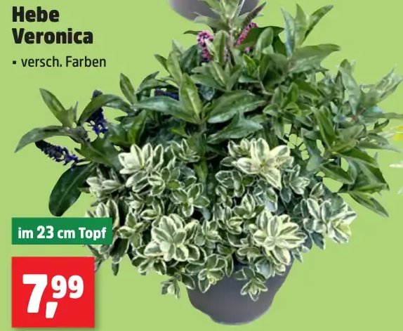 Hebe Veronica