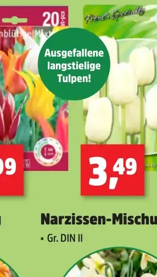 Tulpen „Attraktiv“