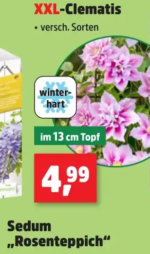 XXL-Clematis