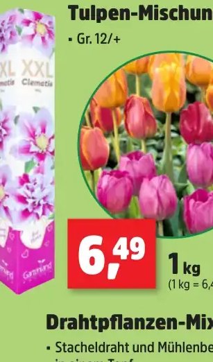Tulpen-Mischung