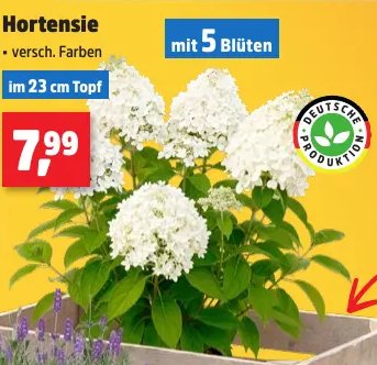 Hortensie
