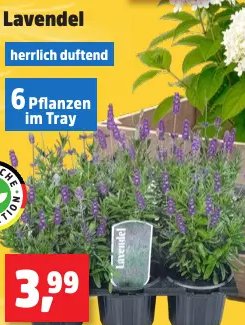 Lavendel
