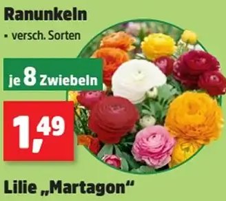 Ranunkeln