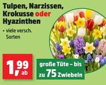 Tulpen, Narzissen, Krokusse oder Hyazinthen