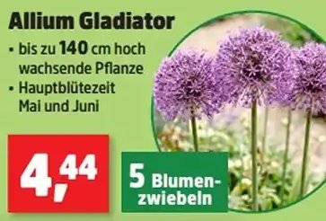 Allium Gladiator