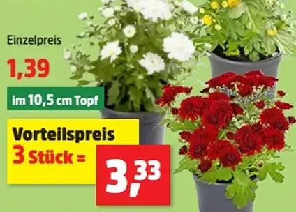 Chrysantheme „Patio Mum“