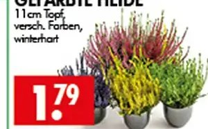 GEFÄRBTE HEIDE