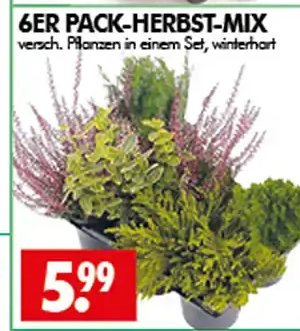 6ER PACK-HERBST-MIX