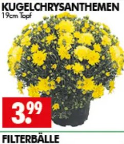KUGELCHRYSANTHEMEN